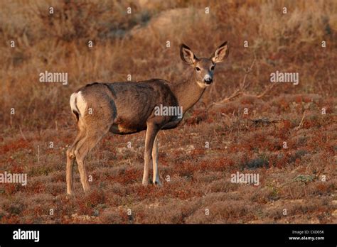 Mule Deer Odocoileus Hemionus Doe Theodore Roosevelt National Park