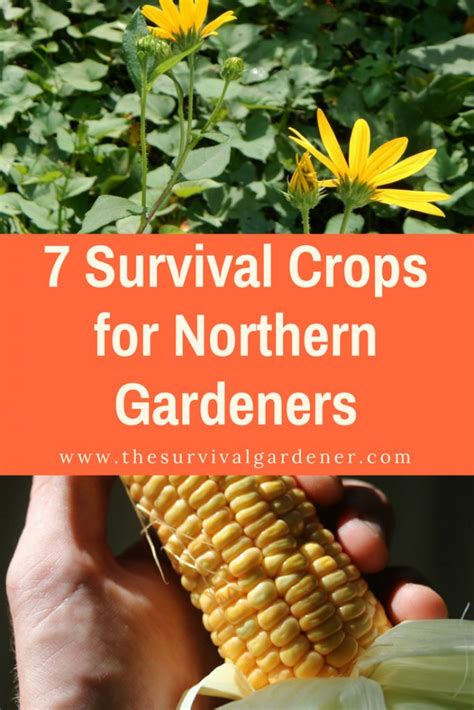 7 Staple Survival Crops for Northern Gardens | The Survival Gardener