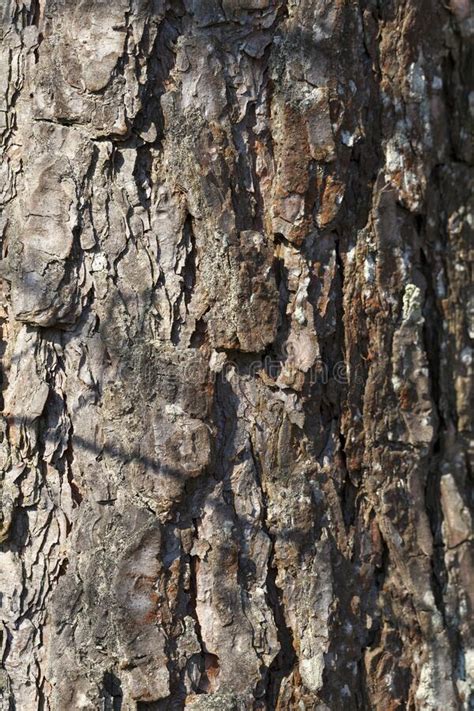 The Structure Of The Tree Bark Stock Image Image Of Protection Skin