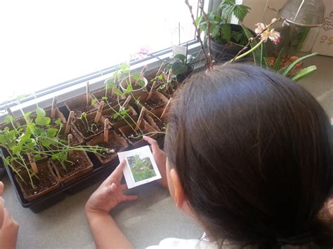 First Grade Lesson Whos Your Plant Parent Betterlesson