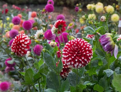 Growing Dahlias In Pots Secrets To Success