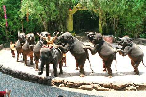 Safari World Marine Park With Lunch Joined Tour Thailand S