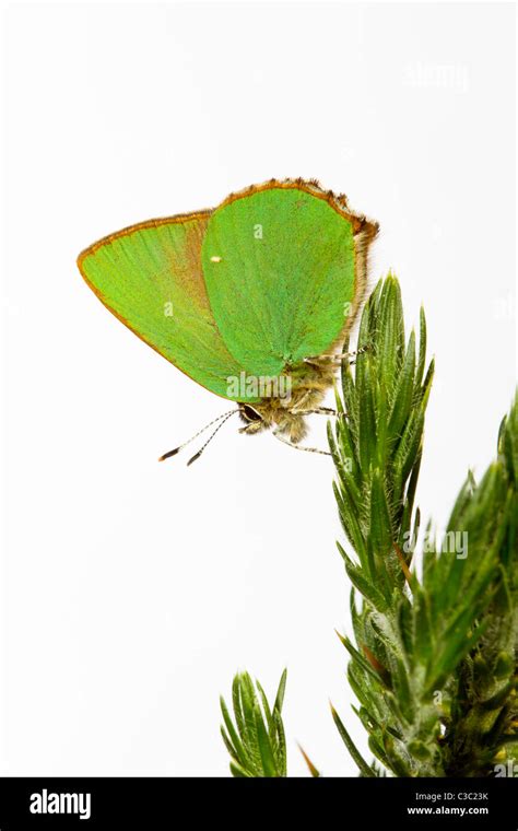 Green Hairstreak Butterfly Callophrys Rubi Stock Photo Alamy