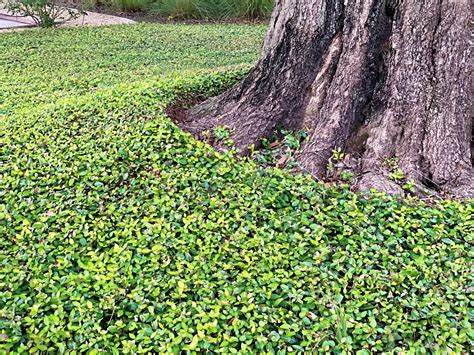 Asiatic Jasmine Minima A Hardy Turfgrass Alternative Artistree Artistree