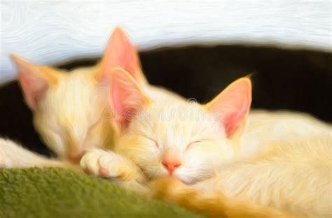 Cute Kittens Sleeping Stock Image Image Of Napping 238010825