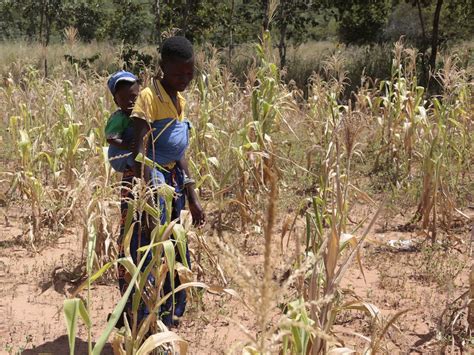 Drought In Zimbabwe Wfptatenda Macheka Green Queen