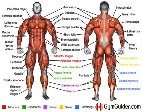 If You Are Going To Perform Weight Training You Should Familiarize