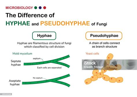 Vetores de Diagrama De Biologia Mostra Diferença De Verdadeira Hifa Em ...