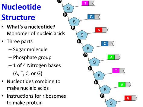 Ppt Nucleic Acids Powerpoint Presentation Free Download Id8765413