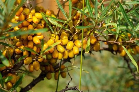 Sea Buckthorn Growing On A Tree Close Up Hippophae Rhamnoides Medical