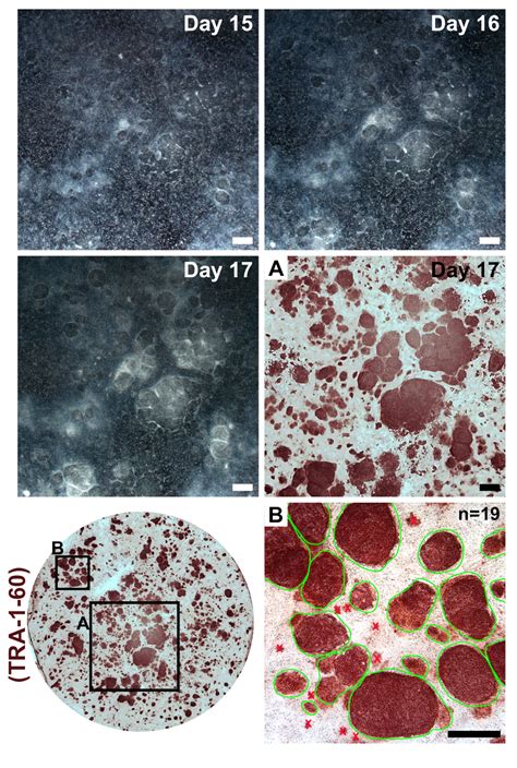 Rna Based Reprogramming Of Human Primary Fibroblasts Into Induced