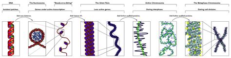 Chromatin