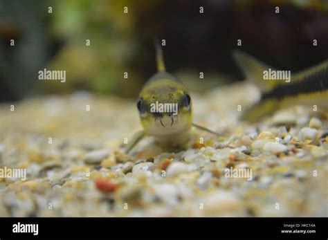 Siamese Algae Eater Stock Photo - Alamy