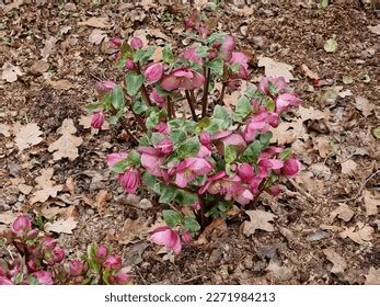 Helleborus Sally Shell Photos and Images | Shutterstock