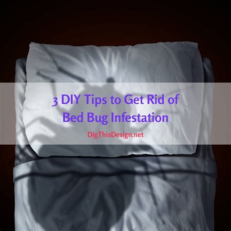 3 DIY Tips to Get Rid of Bed Bug Infestation - Dig This Design