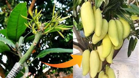 How To Grow Mango Tree From Cutting Without Rooting Grafting Mango