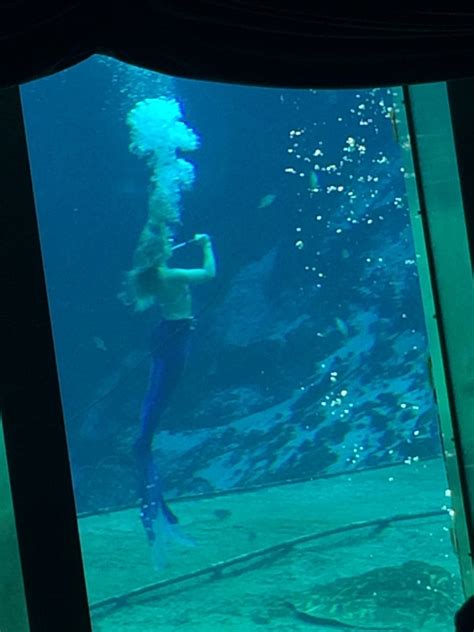 Weeki Wachee Springs Mermaid Shows Mags On The Move