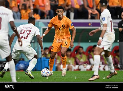 Cody Gakpo 8 Of Netherlands During The Fifa World Cup Qatar 2022