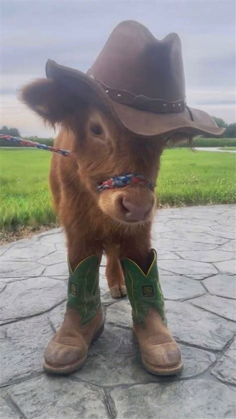 25 Fluffy cows ideas in 2025 | fluffy cows, cute baby cow, cute animal ...