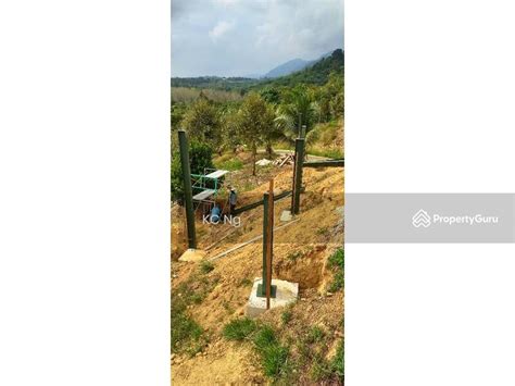 Bentong Raub Pahang Durian Farm For Sale Musang King Black Thorn