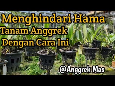 Garden Tour Hindari Hama Tanam Anggrek Dg Cara Ini Anggrek