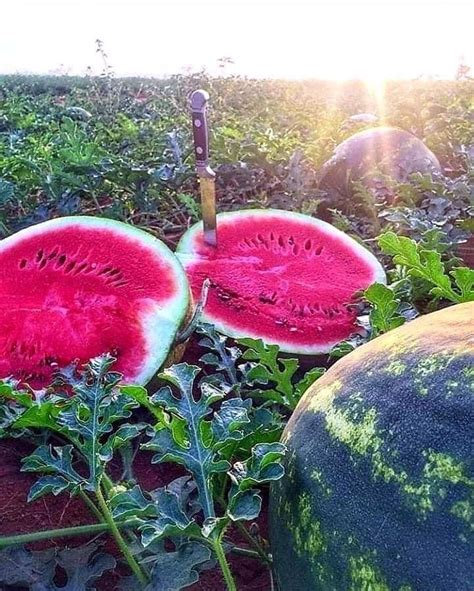 Pin De Clara Isabel Peinado Amaya Em Bello Es El Campo Frutas