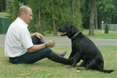 Лабрадор Кони: собака президента, описание и характеристика