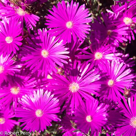 Purple Ice Plant Waterwise Garden Planner