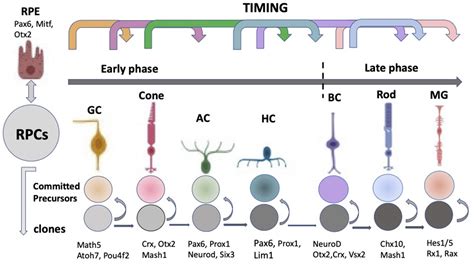 Embryonic Retina Self Organization In Vivo Encyclopedia Mdpi