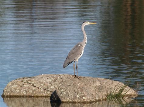 Gar A Real Ardea Cinerea Barragem Da Marateca Castelo Flickr