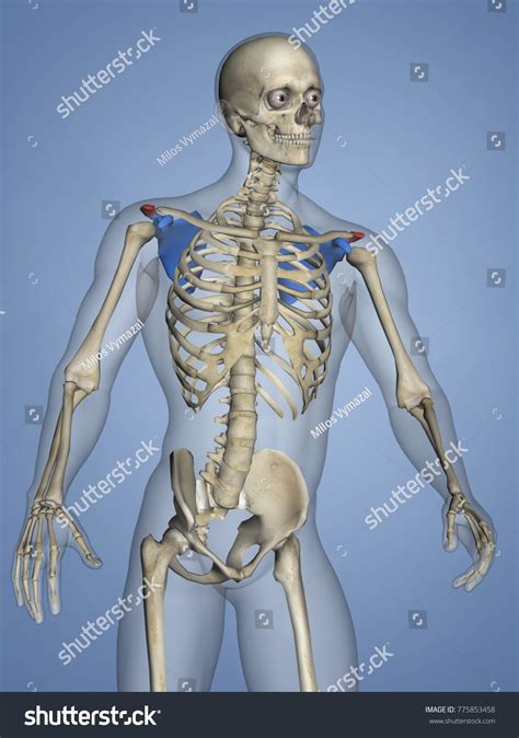 Acromion Scapula Mskelscapulaacromion 7 3d Model Stock Illustration 775853458 Shutterstock