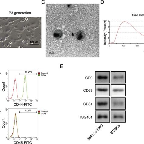 Identification Of Morphology And Phenotype In Bmsc And Bmsc Derived