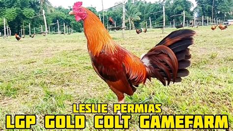 Golden Ldt Line Of Lgp Gold Colt Gamefarm In Talisay City Philippines