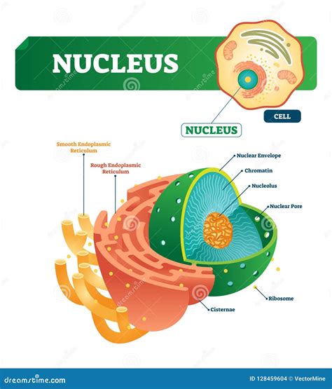 cell nucleus diagram