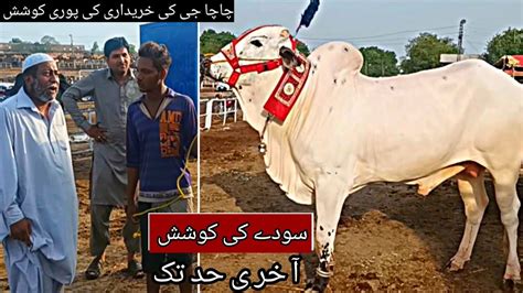 Shahpur Kanjra Mandi Lahore Lahore Bakra Mandi Cow Mandi