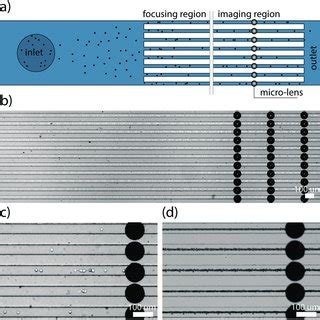 A Schematic Of The Microfluidic Device And Detection Scheme Used In