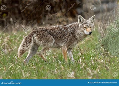 Coyote On The Prowl Looking For Food On Shadow Mountain Road Stock