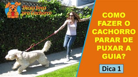 Como Fazer O Cachorro Parar De Puxar A Guia Dica Youtube