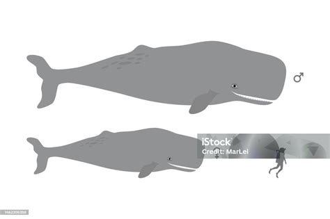 Sperm Whale Size Comparison Male And Female Size Difference Stock Illustration Download Image