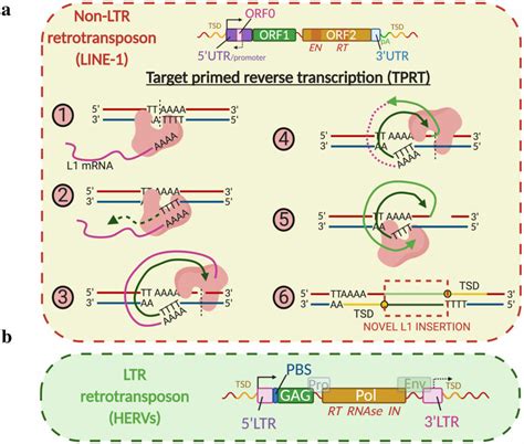 |. Retrotransposition mechanisms. | Download Scientific Diagram