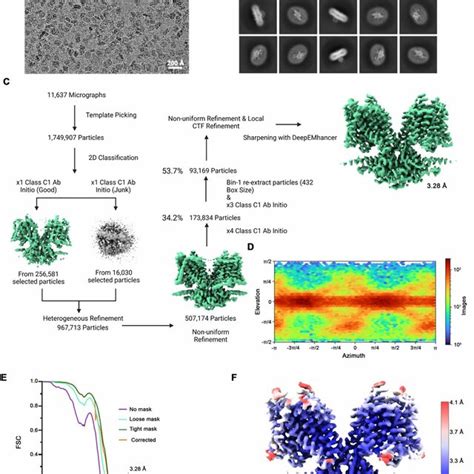 Figure Supplement 1 Cryo EM Reconstruction Of SLC26A6 A