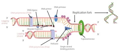 DNA Replikation Ablauf Lecturio