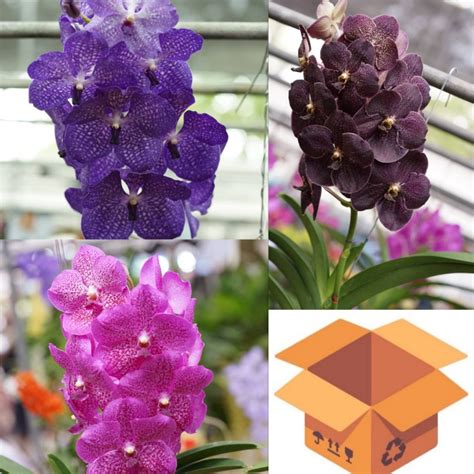 Wholesale Vanda Hybrids Assorted Color Flowering Plants Amthai