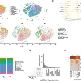 Single Cell Transcriptome Analysis Of Infected And Control Samples A