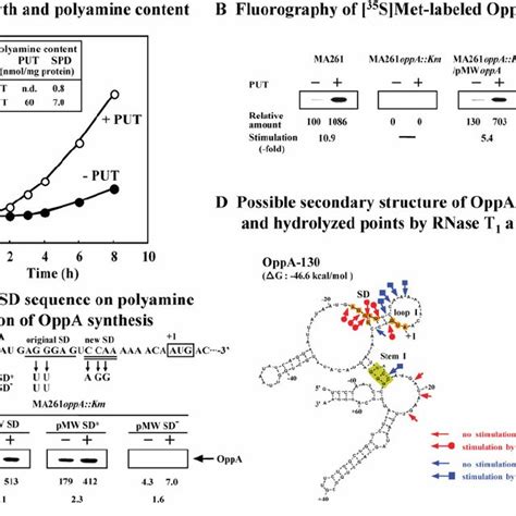 Polyamine Stimulation Of Cell Growth And Oppa Synthesis A