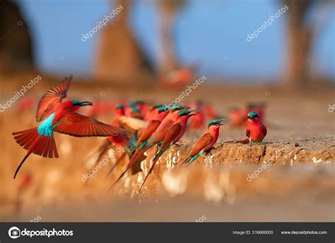 Red Birds Colorful Southern Carmine Bee Eater Merops Nubicoides Colony