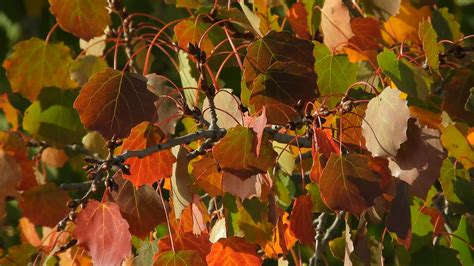 Populus Tremula Espe Aspe Oder Zitterpappel Manni Flickr