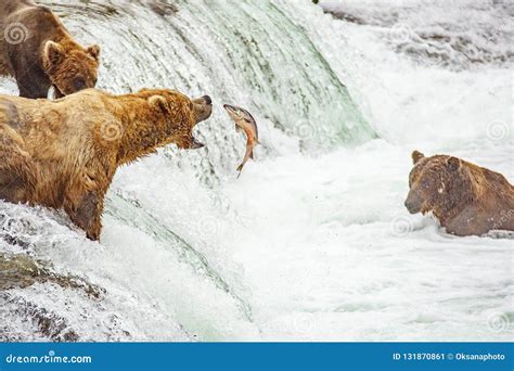 Grizzly Bears Fishing for Salmon Stock Image - Image of grizzly, alaska ...