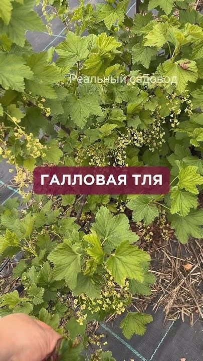 Галловая тля #питомникрастений - YouTube