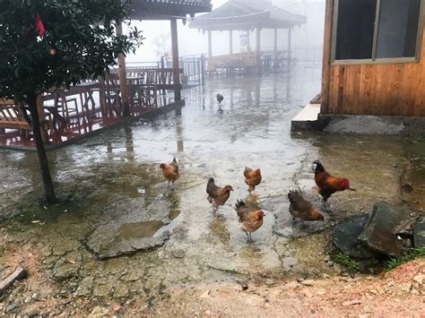 Ways To Quell Chicken Anxiety Amid A Natural Disaster Hobby Farms